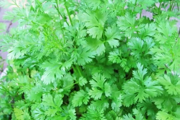 香菜屬于什么類蔬菜