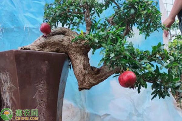 盆栽石榴的種植方法和注意事項-圖片版權(quán)歸惠農(nóng)網(wǎng)所有