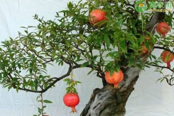 盆栽石榴的種植方法和注意事項-圖片版權(quán)歸惠農(nóng)網(wǎng)所有
