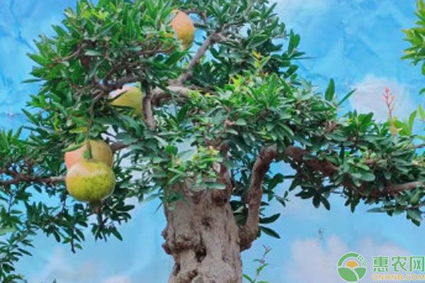 盆栽石榴的種植方法和注意事項-圖片版權(quán)歸惠農(nóng)網(wǎng)所有