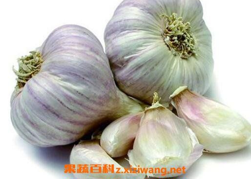 吃大蒜的好處和壞處 吃大蒜的禁忌