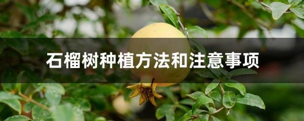 石榴樹種植方法和注意事項(xiàng)