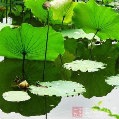 荷葉放入開水中焯一下