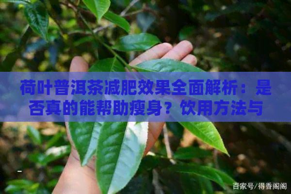 荷葉普洱茶減肥效果全面解析：是否真的能幫助瘦身？飲用方法與注意事項(xiàng)一覽