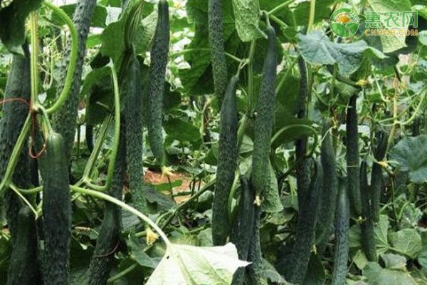 黃瓜的種植栽培與管理技術(shù)-圖片版權(quán)歸惠農(nóng)網(wǎng)所有