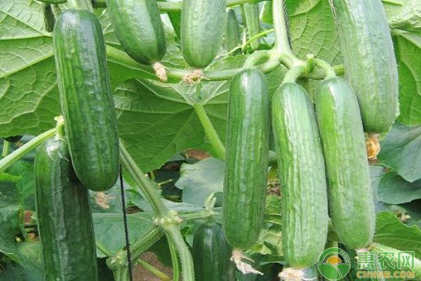冷棚黃瓜的種植技術(shù)與管理-圖片版權(quán)歸惠農(nóng)網(wǎng)所有
