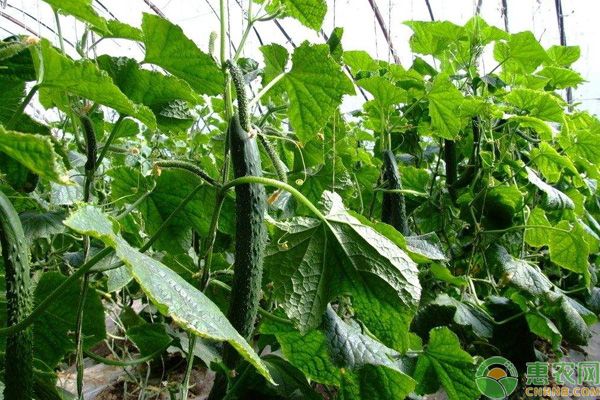 冷棚黃瓜的種植技術(shù)與管理-圖片版權(quán)歸惠農(nóng)網(wǎng)所有