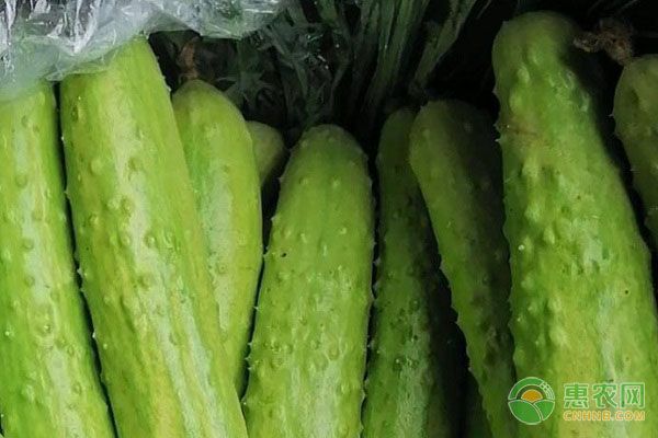 黃瓜栽培技術(shù)要點-圖片版權(quán)歸惠農(nóng)網(wǎng)所有