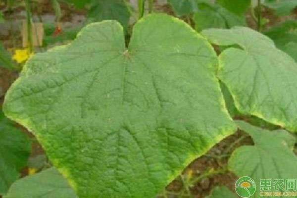 黃瓜栽培技術(shù)要點-圖片版權(quán)歸惠農(nóng)網(wǎng)所有