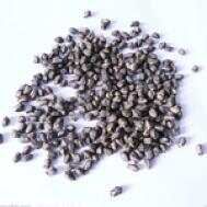 黑苦蕎茶的功效與作用