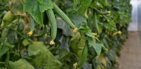 黃瓜溫室大棚種植技術及病蟲害防治研究