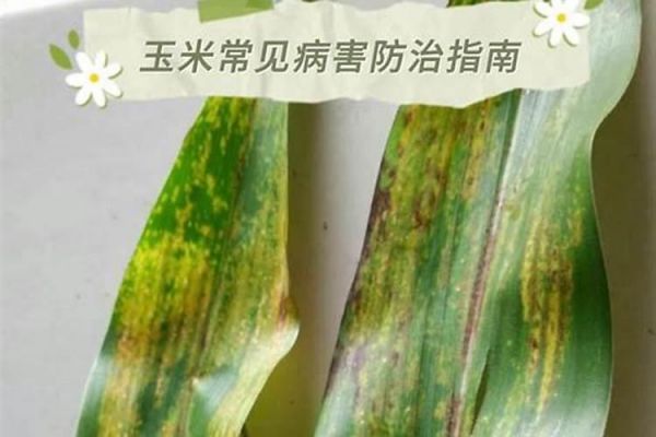 綠色守護：黃瓜常見病蟲害的農(nóng)藥防治策略