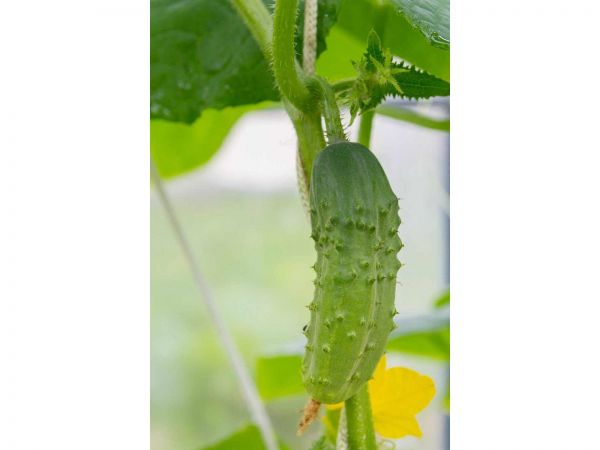 綠色守護：黃瓜常見病蟲害的農(nóng)藥防治策略