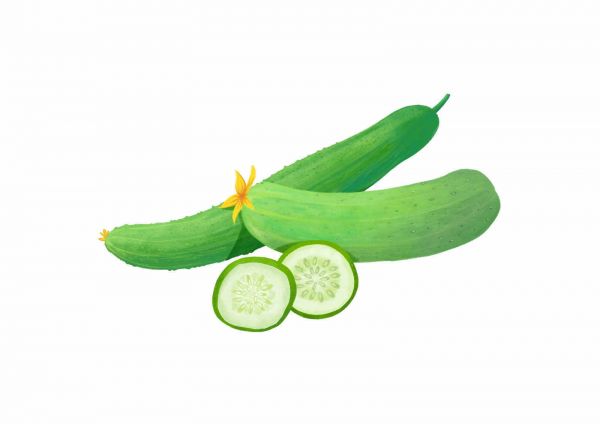 綠色守護(hù)：黃瓜病蟲害的藥劑防治策略