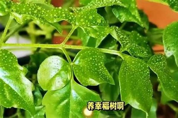 毛豆健康生長守護者：常見病蟲害防治全攻略