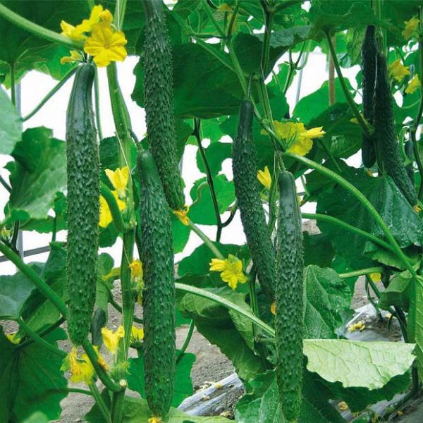 黃瓜種植技術(shù)