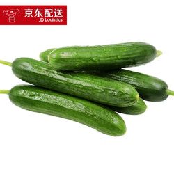產(chǎn)地直發(fā)包郵 山東壽光水果黃瓜 約5斤 荷蘭小青瓜 新鮮采摘 健康輕食 時(shí)令新鮮蔬菜
