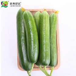 家美舒達(dá) 山東農(nóng)特產(chǎn) 水果黃瓜 1kg 小黃瓜 健康輕食 新鮮蔬菜
