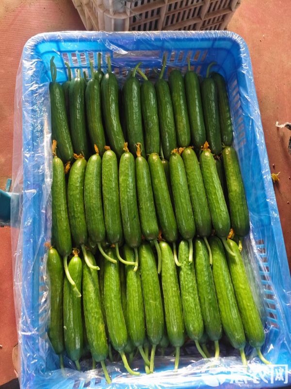 中等標準水果小黃瓜！酒店要的4噸貨，打包已完成！馬上裝車發(fā)走