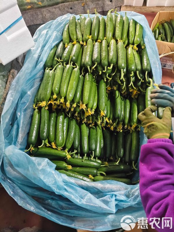 中等標準水果小黃瓜！酒店要的4噸貨，打包已完成！馬上裝車發(fā)走