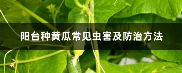 陽臺種黃瓜常見蟲害及防治方法