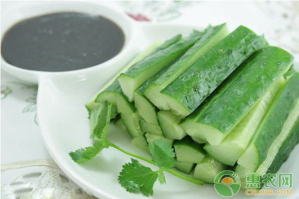 黃瓜有哪些常見病蟲害？黃瓜常見病蟲害及其防治措施-圖片版權(quán)歸惠農(nóng)網(wǎng)所有