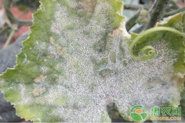 黃瓜有哪些常見病蟲害？黃瓜常見病蟲害及其防治措施-圖片版權(quán)歸惠農(nóng)網(wǎng)所有