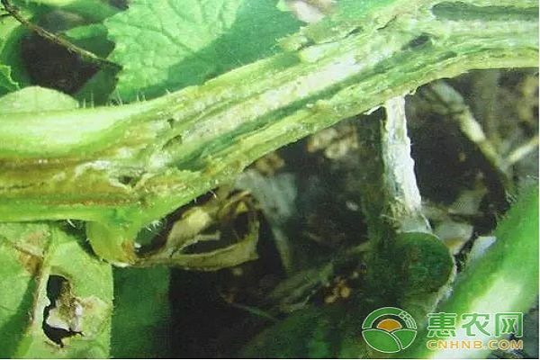 黃瓜有哪些常見病蟲害？黃瓜常見病蟲害及其防治措施-圖片版權(quán)歸惠農(nóng)網(wǎng)所有