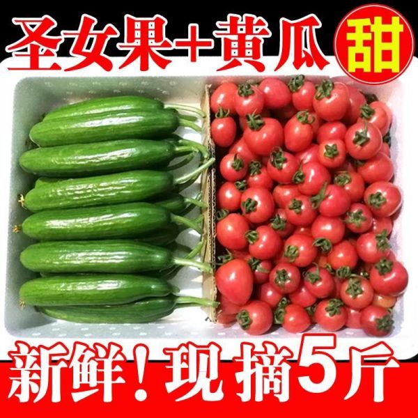 圣女果小黃瓜小番茄新鮮蔬菜櫻桃小西紅柿水果 小黃瓜