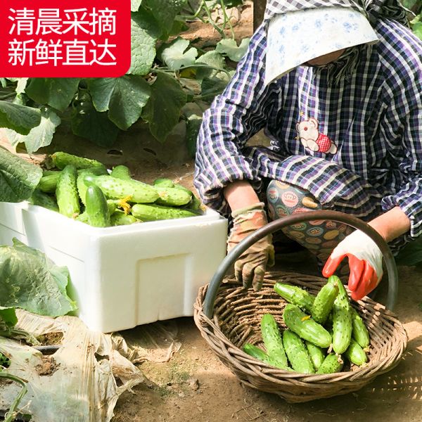 東北旱黃瓜新鮮小青瓜5斤水果蔬菜綠黃瓜帶刺小小黃瓜