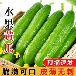 谷優(yōu)珍山東水果小黃瓜現(xiàn)摘 新鮮蔬菜健康輕食 水果黃瓜 凈 4.5斤 現(xiàn)摘精選