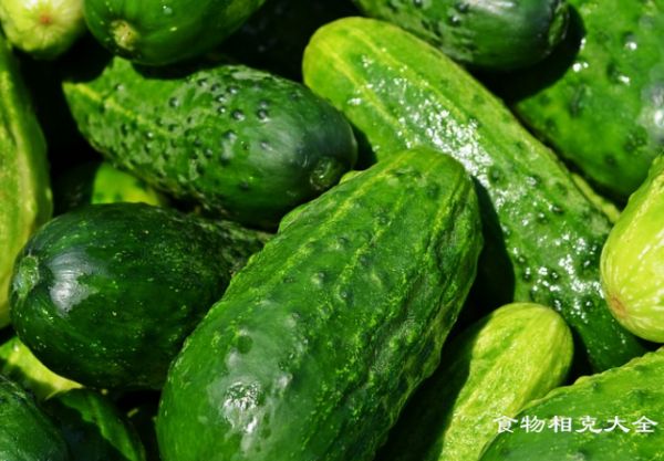 小黃瓜的營養(yǎng)價值