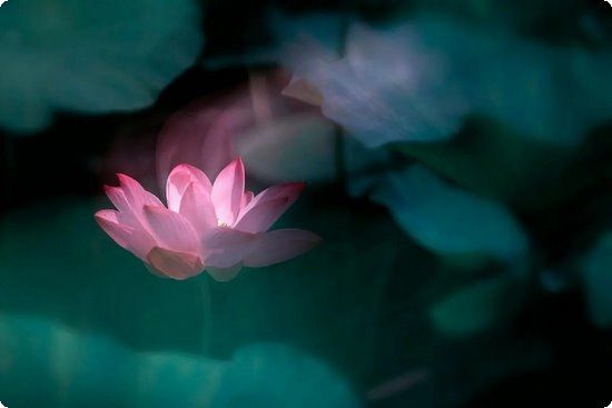 营养健康减肥套餐