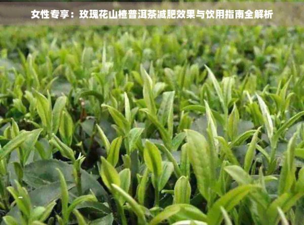 女性專享：玫瑰花山楂普洱茶減肥效果與飲用指南全解析