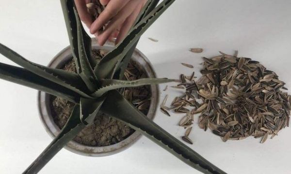 吃剩下的瓜子殼別著急扔掉，聰明的人會存放起來，一年能省不少錢