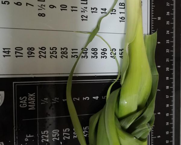 純奶手撕吐司的做法 步驟1