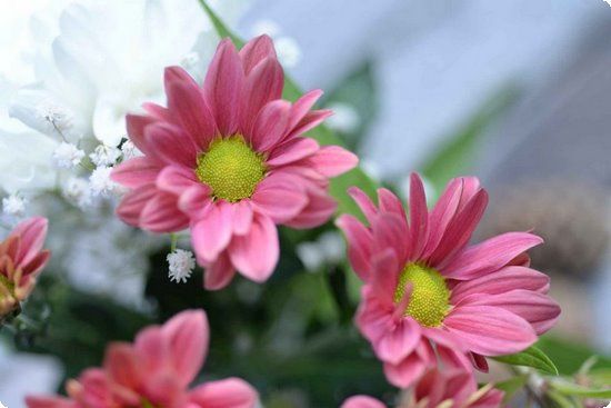 超模劳拉斯通:健康最美减肥是别人的事