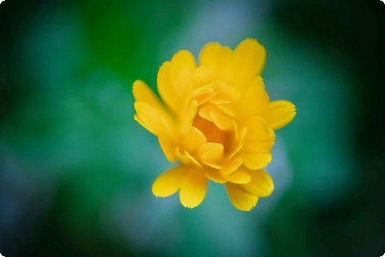 超模劳拉斯通:健康最美减肥是别人的事