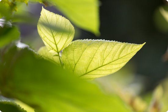 科學(xué)吃乳制品，可以減肥減脂