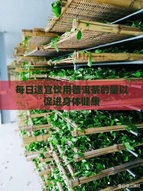每日适宜饮用普洱茶的量以促进身体健康