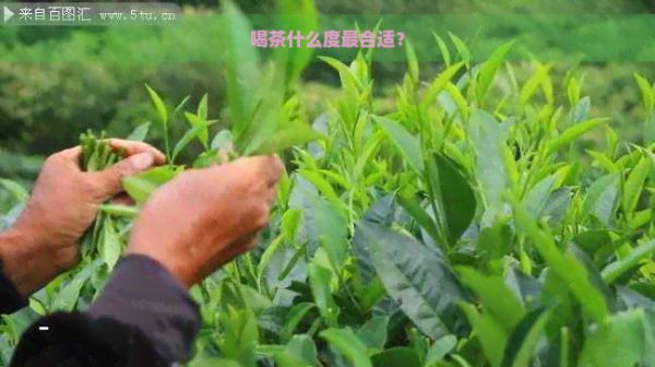 喝茶什么度最合适？