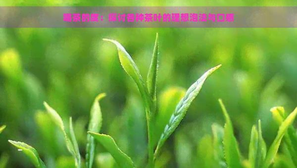 喝茶的度：探讨各种茶叶的理想泡法与口感