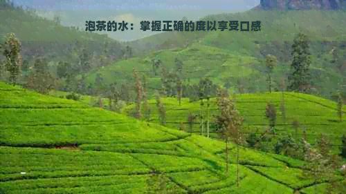 泡茶的水：掌握正確的度以享受口感