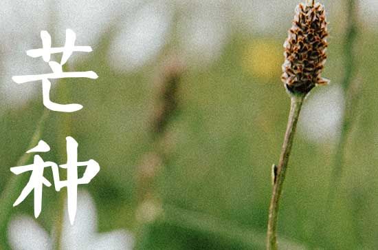2023年芒种适合喝什么茶 喝茶注意事项