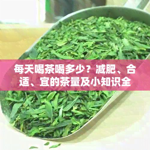 每天喝茶喝多少？減肥、合適、宜的茶量及小知識全解析