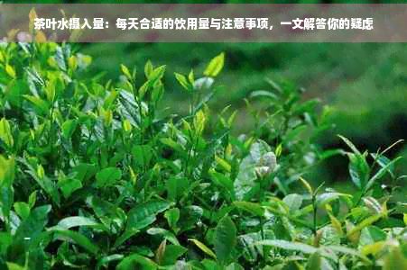 茶葉水?dāng)z入量：每天合適的飲用量與注意事項，一文解答你的疑慮