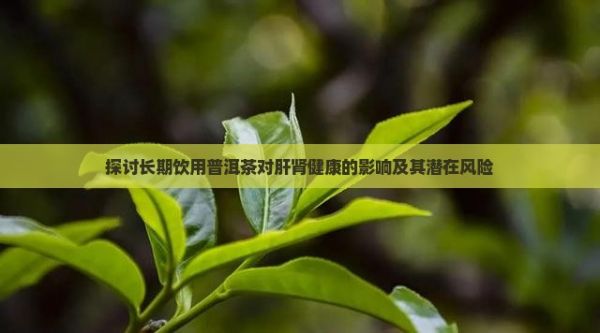探討長(zhǎng)期飲用普洱茶對(duì)肝腎健康的影響及其潛在風(fēng)險(xiǎn)