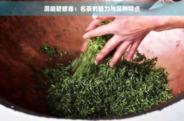 洞庭碧螺春：名茶的魅力與品種特點