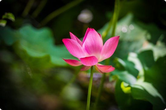 柠檬减肥有奇效3天竟能激瘦8斤