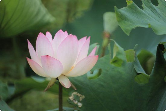 檸檬減肥法讓你一周快速瘦10斤